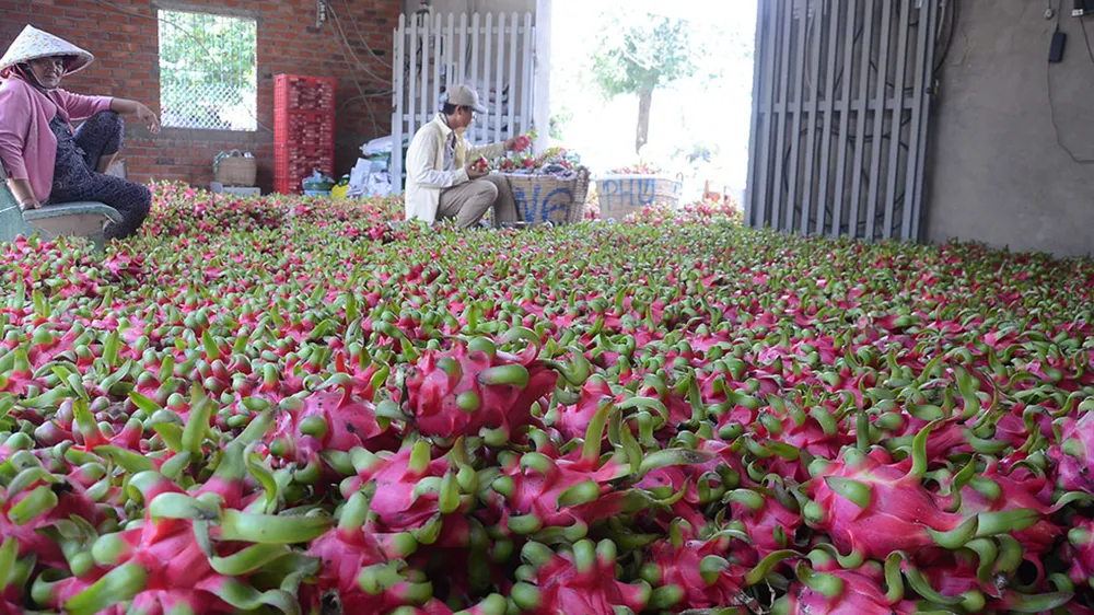 Long An “gỡ rối” quyền bảo hộ giống thanh long
