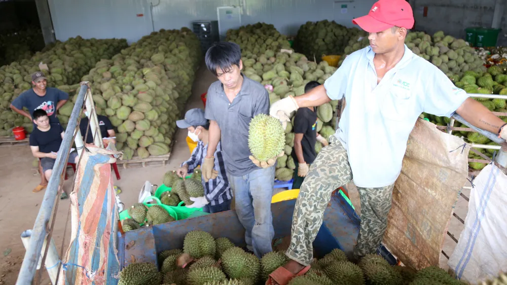 Sầu riêng và niềm vui chung
