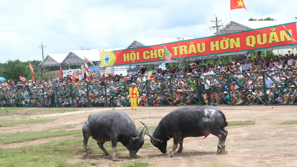 Mơ về lễ hội chọi trâu quốc tế Hớn Quản