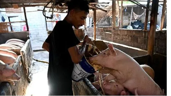 Indonesia: Hàng trăm con heo chết nghi do nhiễm ASF
