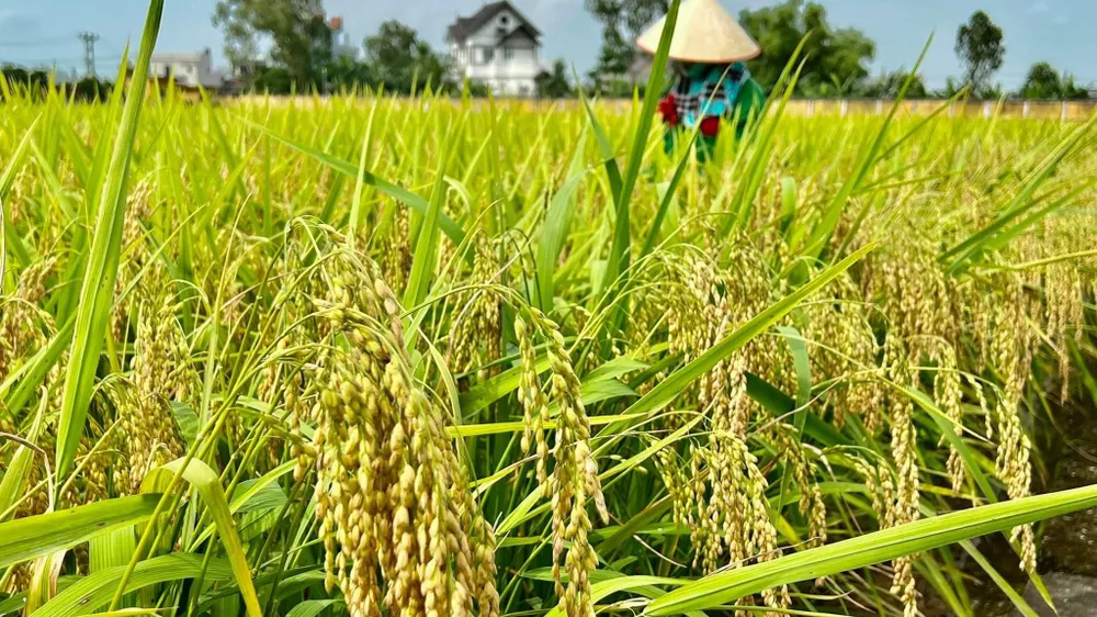 Cần 12.000 tỷ đồng triển khai Đề án 1 triệu ha lúa giảm hiệu ứng nhà kính