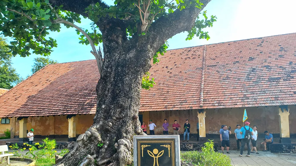  Cây bàng tại Côn Đảo 