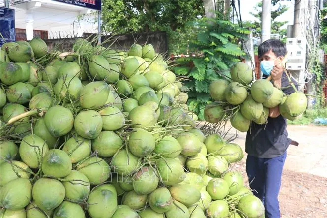 Sẽ xuất khẩu dừa sang Trung Quốc