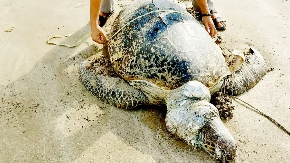 Điều tra nghi án sát hại vích ở Côn Đảo