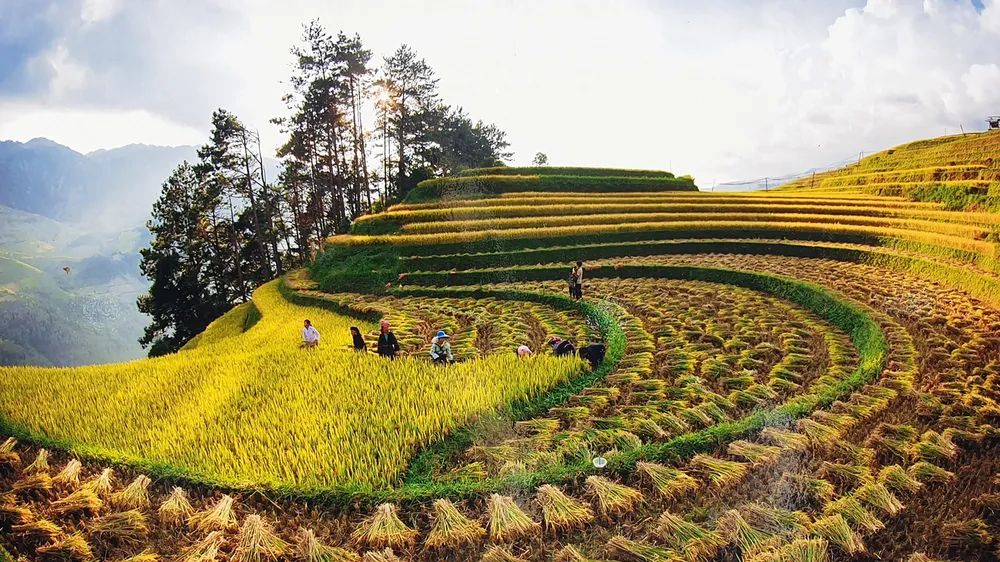 Rừng và ruộng bậc thang là nguồn cội cho Mù Cang Chải trở thành một thiên đường du lịch ở Tây Bắc. Ảnh: VŨ CHIẾN
