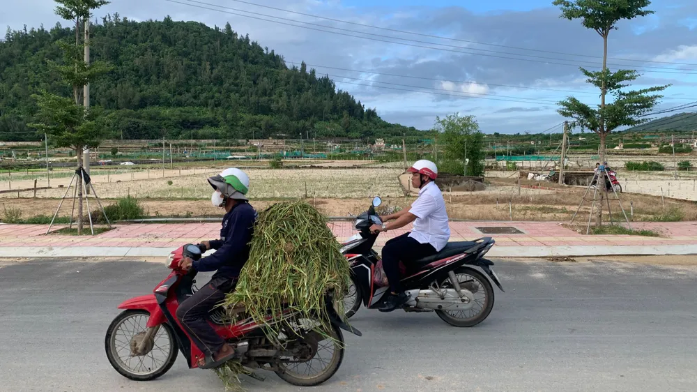 Quảng Ngãi: Giá đền bù thấp, nông dân Lý Sơn không đồng ý giao đất