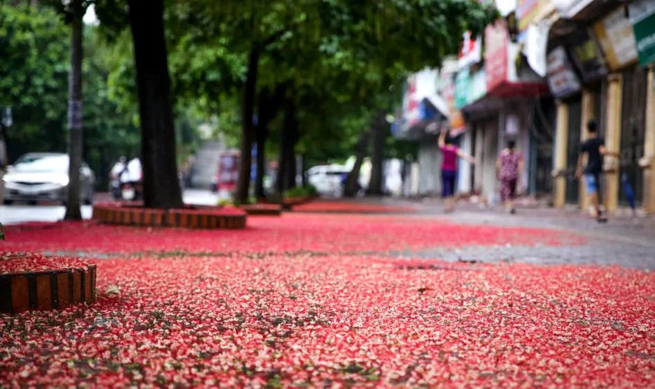 Hoa lộc vừng rơi thắm đường