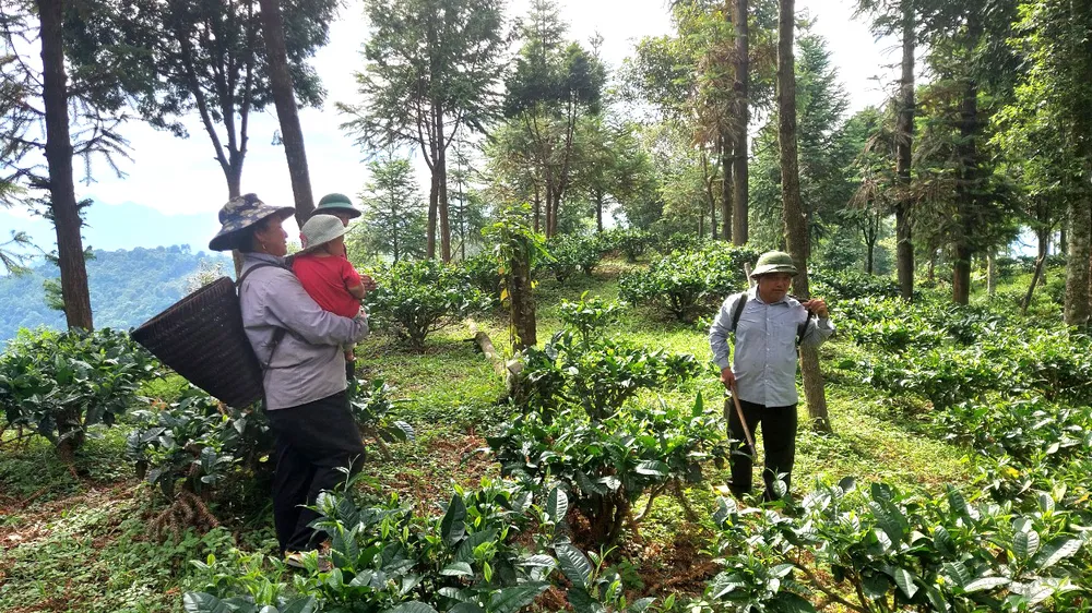 Dưới tán rừng pơ mu 10ha vừa trồng, ông Vừ Vả Chống (xã Huồi Tụ, huyện Kỳ Sơn, Nghệ An) trồng thêm chè shan tuyết để tăng thu nhập, nuôi lại rừng. Ảnh: DUY CƯỜNG