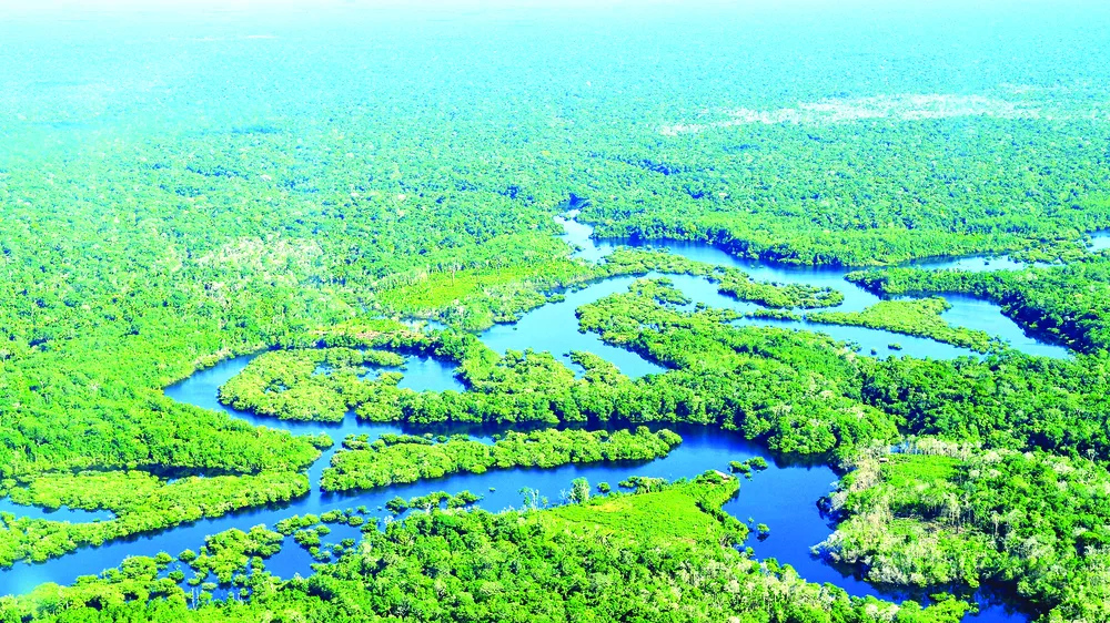 Rừng Amazon ở Brazil. Ảnh: National Geographic