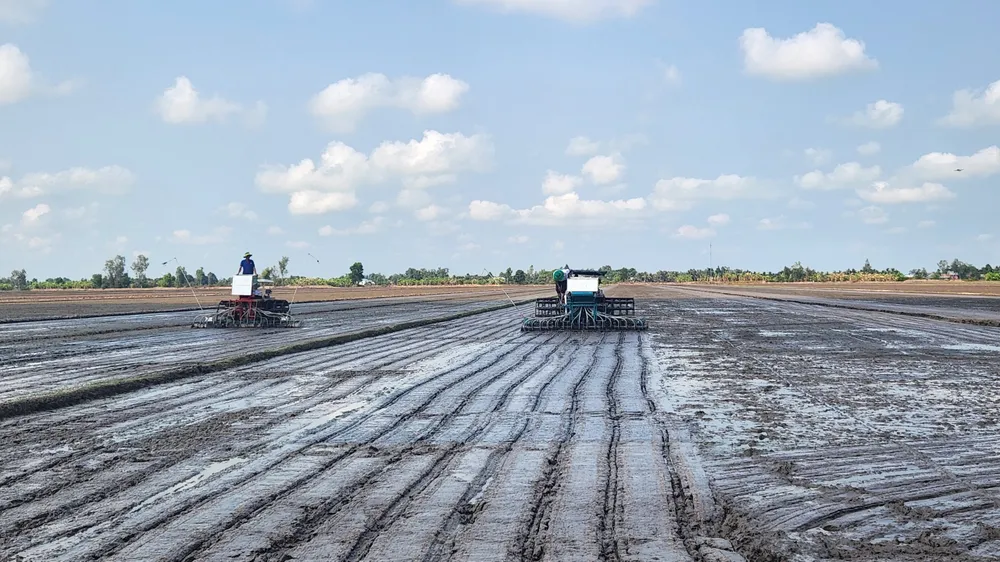 TP Cần Thơ: Xuống giống vụ thứ 2 trong Đề án 1 triệu ha lúa chất lượng cao