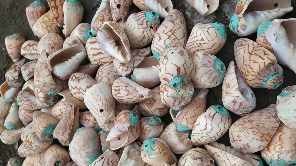 Báo động nạn trộm bẫy mực trên biển