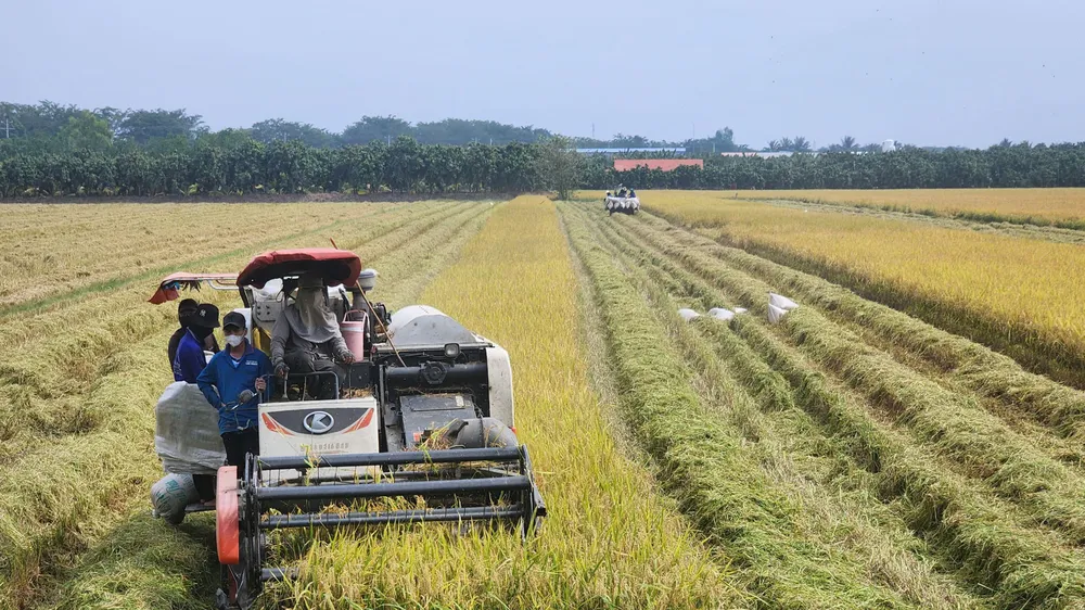 Nông dân huyện Cao Lãnh (tỉnh Đồng Tháp) thu hoạch lúa đông xuân. Ảnh: THÀNH NHƠN