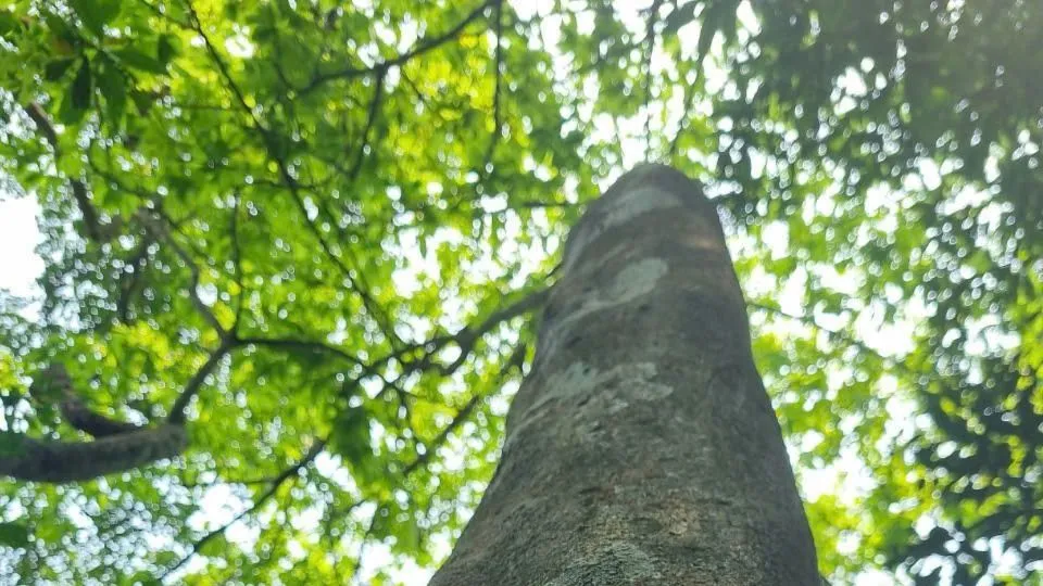 Độc lạ những “đại lão" mai vàng 5 cánh giữa rừng già Quảng Trị