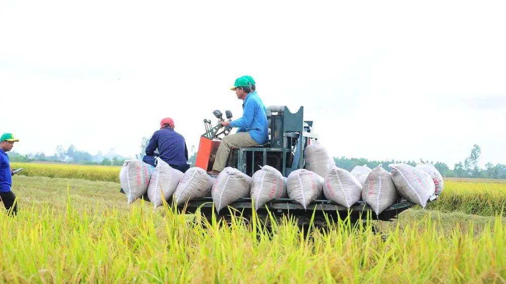 Một doanh nghiệp nợ các hợp tác xã ở Cà Mau 14 tỷ đồng tiền mua lúa