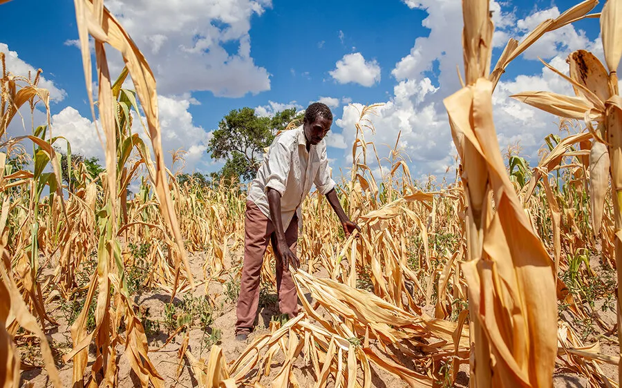 Hoa màu chết do khô hạn ở Zambia. Ảnh: WFP