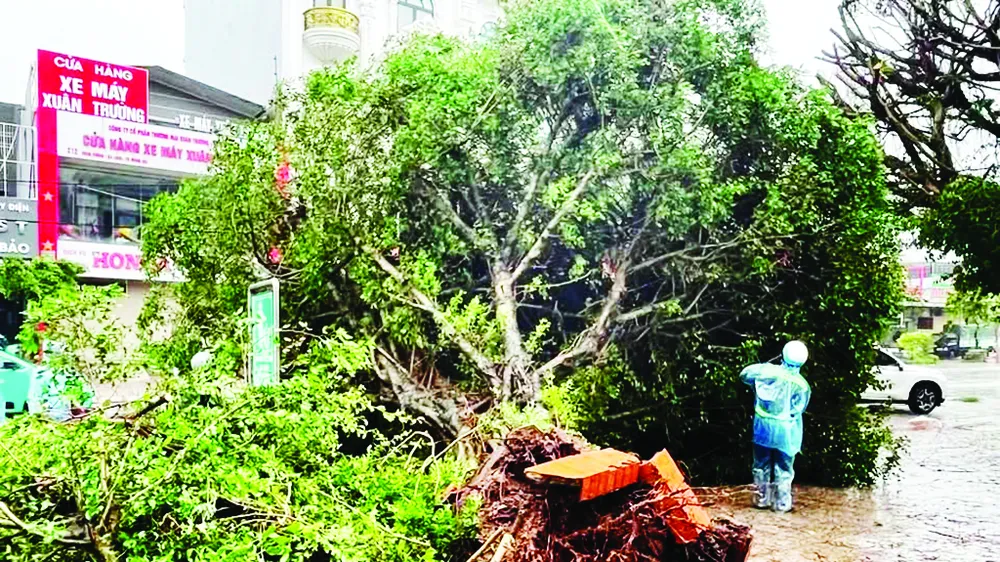 Nhiều cây xanh bật gốc tại Móng Cái (tỉnh Quảng Ninh) khi bão số 1 đi vào đất liền. Ảnh: CTV