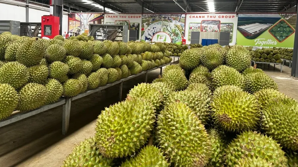 Thu hoạch sầu riêng chuẩn bị sơ chế xuất khẩu. Ảnh: VĂN GIANG