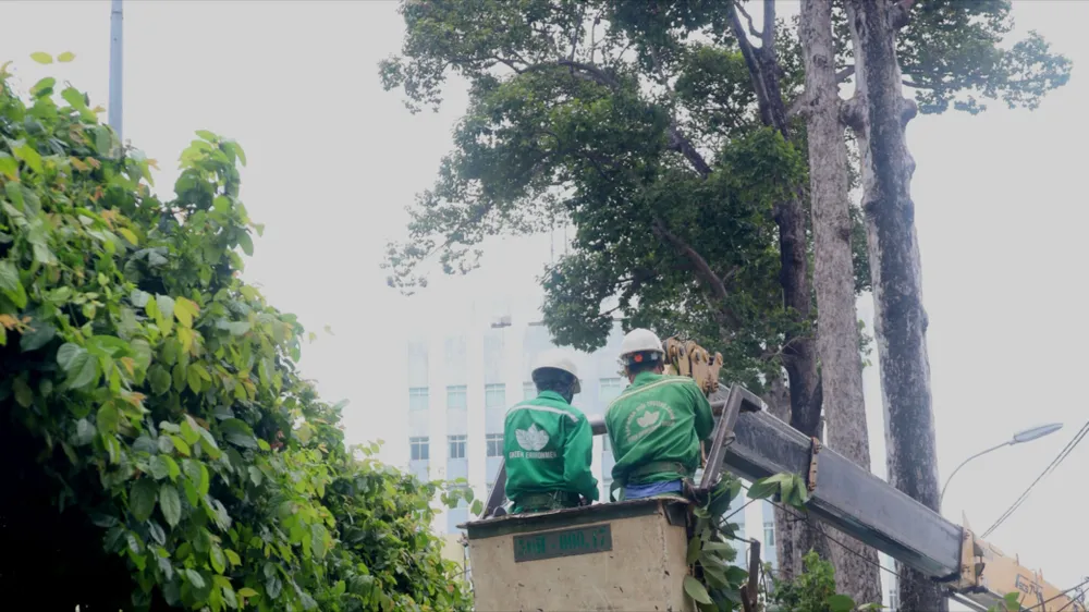 Cắt tỉa cành hàng ngàn cây cổ thụ ở TPHCM