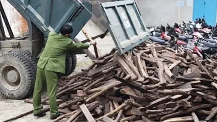Xử lý dứt điểm việc khai thác trái phép cây hương giáng 