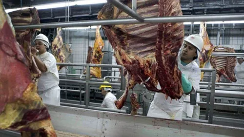 Châu Âu triệt phá đường dây tiêu thụ thịt ngựa bẩn 