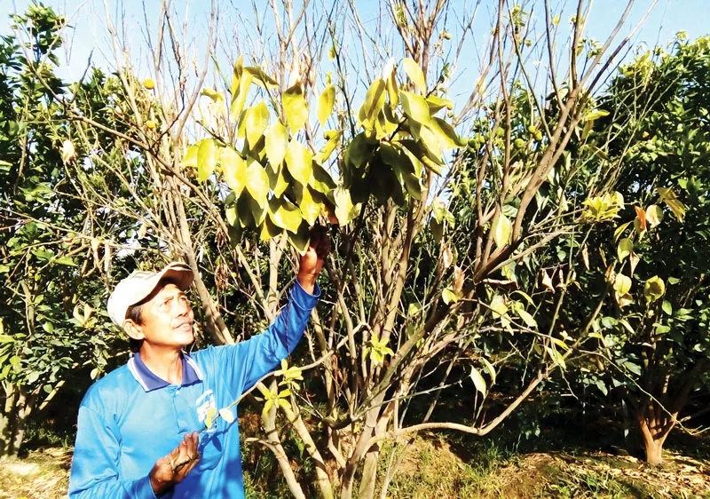 Dịch bệnh vàng lá làm cây chết tràn lan