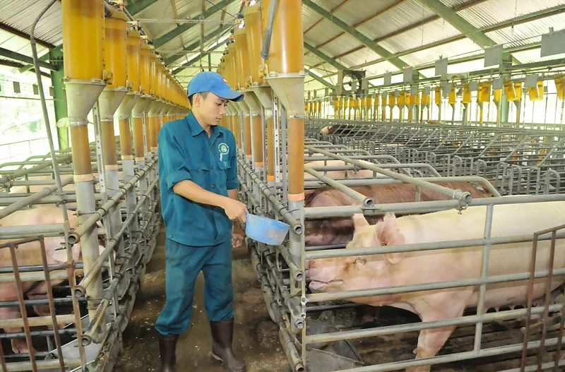 Nuôi heo VietGAP tại Xí nghiệp nuôi heo Đồng HIệp, Củ Chi, TPHCM Ảnh: Cao Thăng