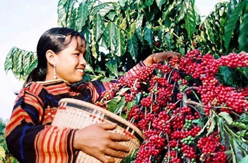 Kim ngạch xuất khẩu cà phê Đắk Lắk tăng 88 triệu USD