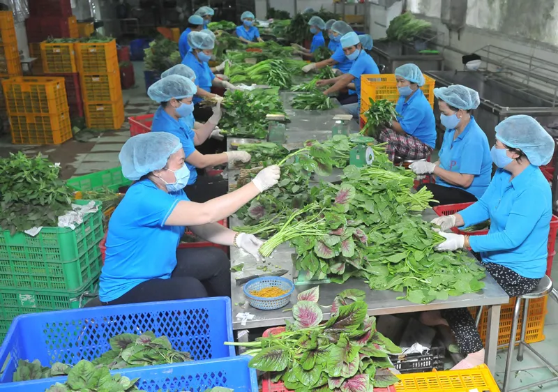 Tín hiệu tích cực từ nông sản xuất khẩu