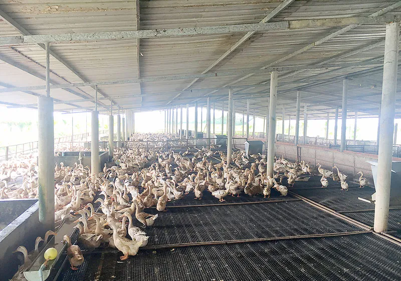 Mô hình nuôi vịt biển phù hợp với tình trạng biến đổi khí hậu tại ĐBSCL