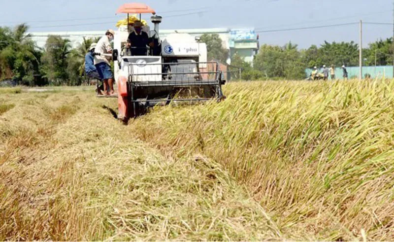 Thu hoạch lúa tại đồng bằng sông Cửu Long. Ảnh: CAO THĂNG