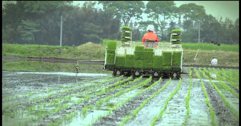Nhật Bản đầu tư trồng lúa ở châu Á