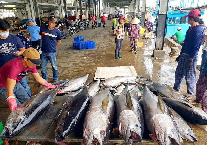 Ngư dân Khánh Hòa khai thác cá ngừ đại dương xuất khẩu