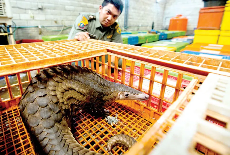 Chống buôn bán động vật hoang dã bằng công nghệ