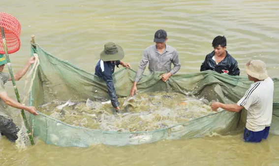 TP Vũng Tàu: Chấm dứt hoạt động Hội Nông dân thành phố và 16 phường