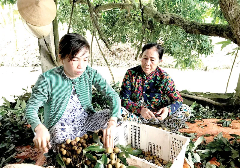Sản phẩm đặc trưng nhãn Châu Thành, Đồng Tháp Ảnh: THANH HẢI