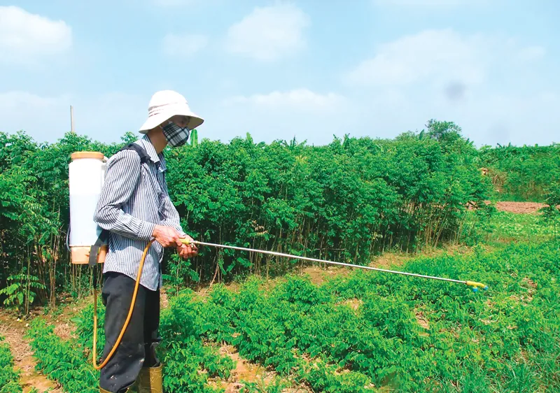 Nhiều nơi, nông dân vẫn sử dụng các loại thuốc diệt cỏ đe dọa sức khỏe con người