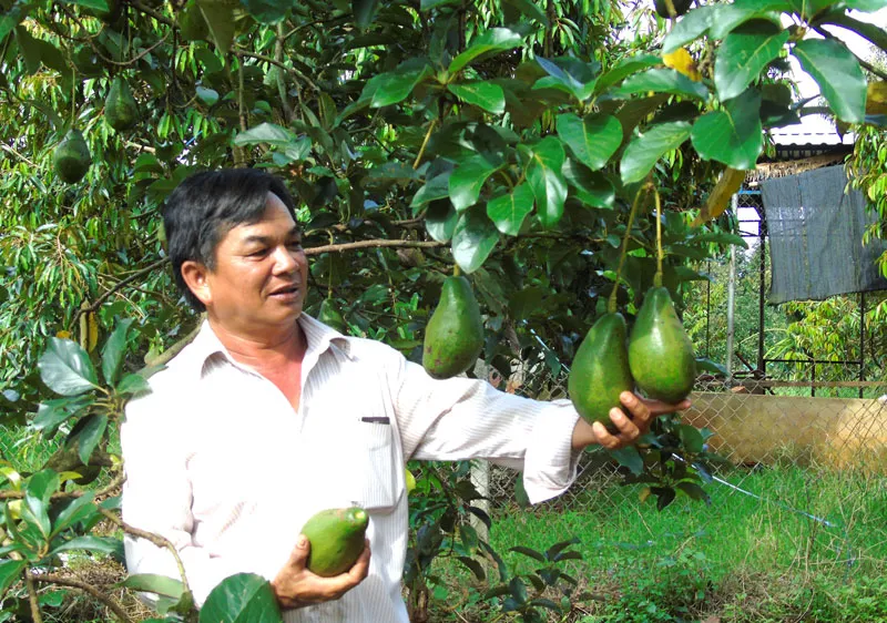 Ông Dương Mã Dưỡng bên vườn bơ sáp