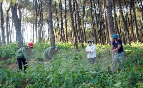 Buông lỏng thanh tra đất lâm trường