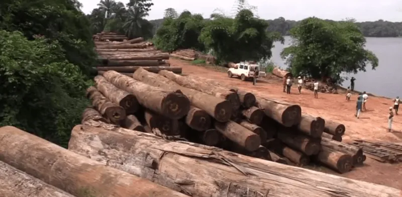 Rút ruột thiên nhiên