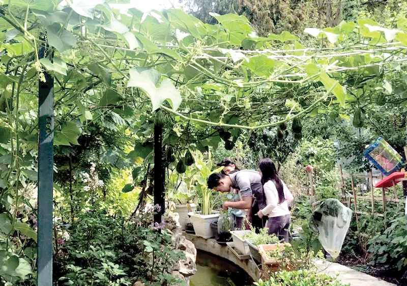 Vui như người Việt làm vườn 