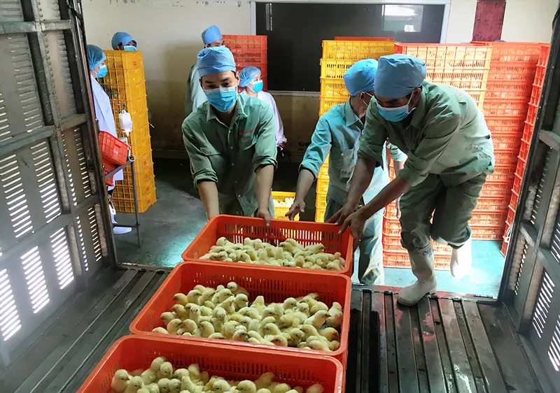 Công nhân vận chuyển gà con về trang trại chăn nuôi