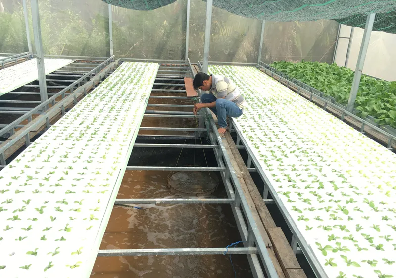 Nông dân huyện Nhà Bè áp dụng mô hình nuôi tôm kết hợp trồng rau thủy canh