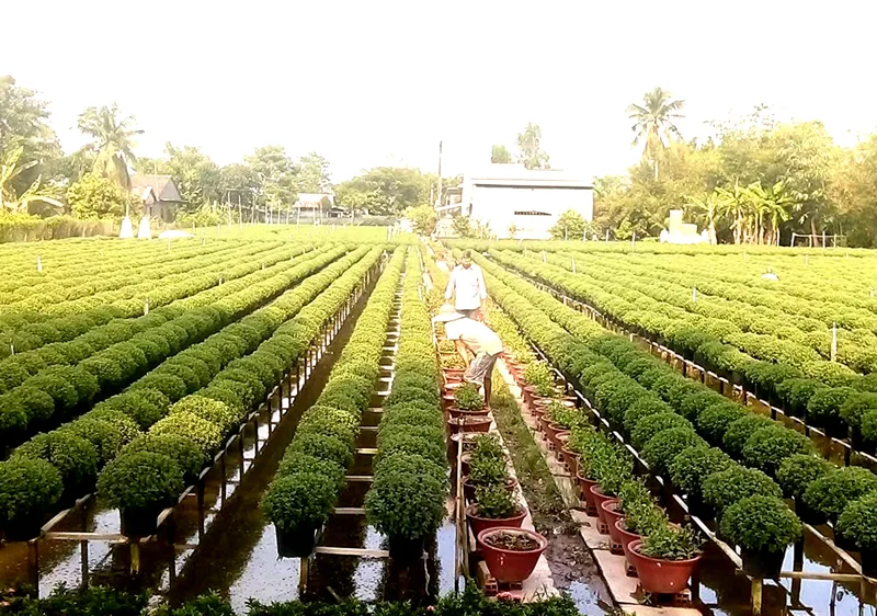 Đồng bằng sông Cửu Long: Hoa tết đã sẵn sàng