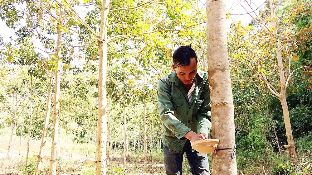 Ngành cao su chọn thế mạnh để bứt phá 