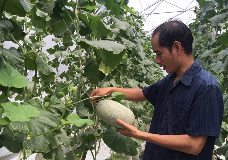 Nhà vườn sản xuất dưa lưới áp dụng công nghệ cao nhờ lưới điện phủ tới vùng canh tác