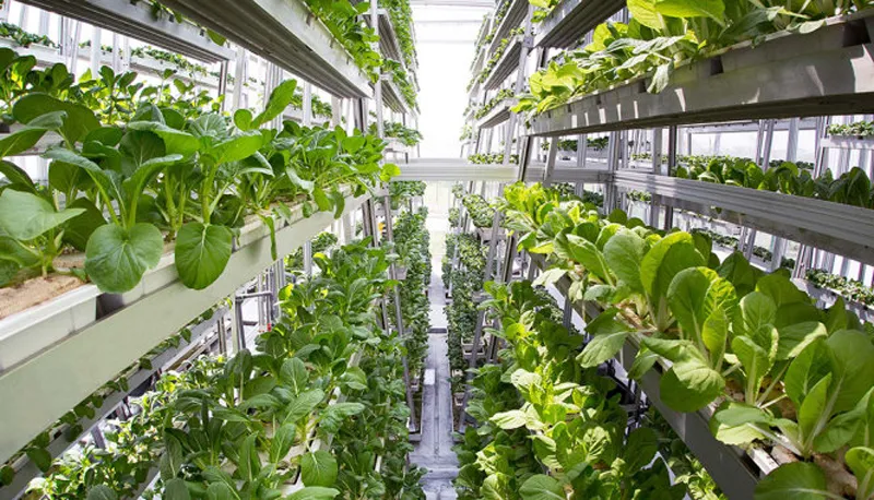 Singapore tăng cường giám sát thực phẩm