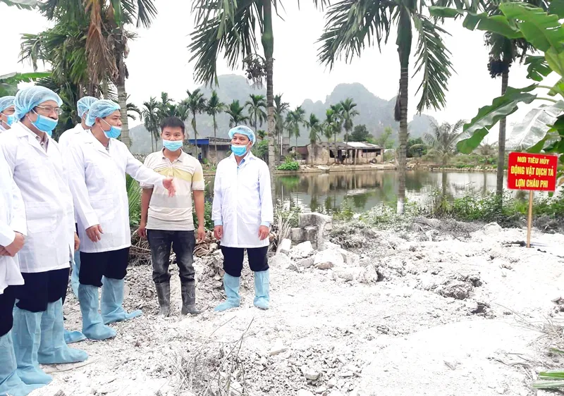 Ngăn chặn hiểm họa dịch tả heo châu Phi