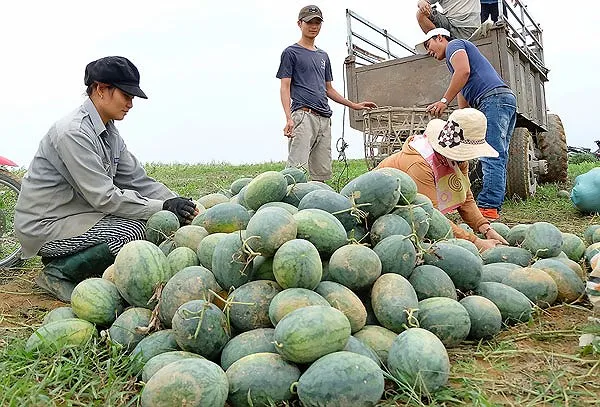 Đầu vụ, dưa hấu rớt giá