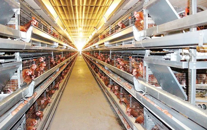 Ngành chăn nuôi gia cầm của Việt Nam đang có rất nhiều tiềm năng, lợi thế cho xuất khẩu
