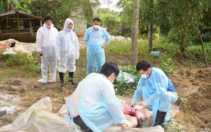 Dịch tả heo châu Phi lây lan nhanh
